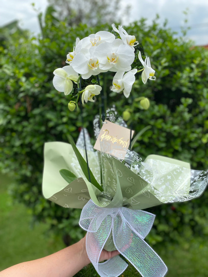 Orquídeas