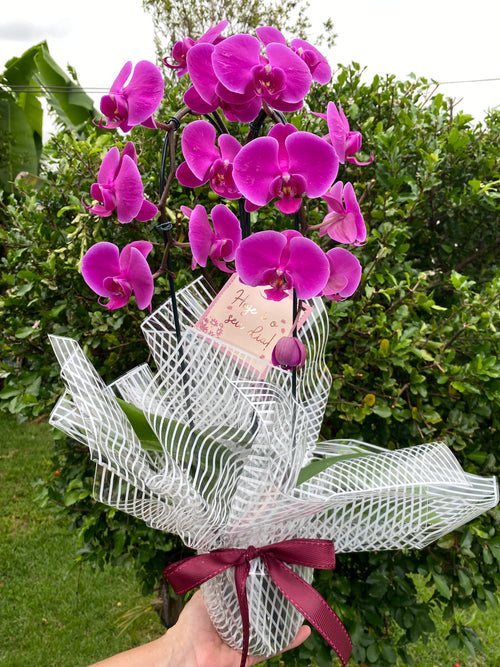 Orquídea Roxa para Presente