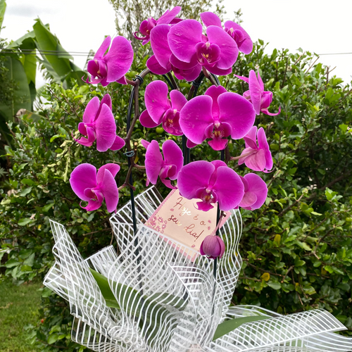 Orquídea Roxa para Presente
