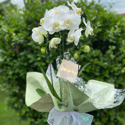 Orquídea Branca Para Presente