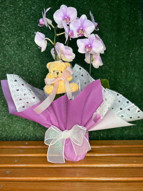 Orquídea Lilás para Presente com Pelúcia