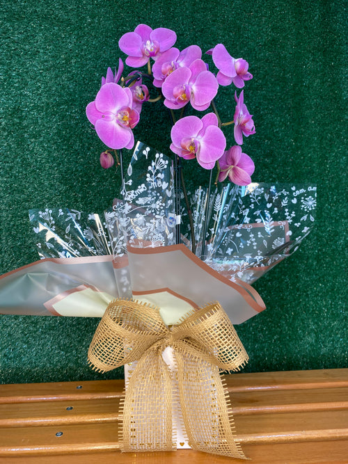 Orquídea Para Presente Na Caixa