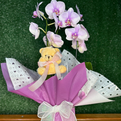 Orquídea Lilás para Presente com Pelúcia