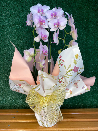 Orquídea Lilás para Presente