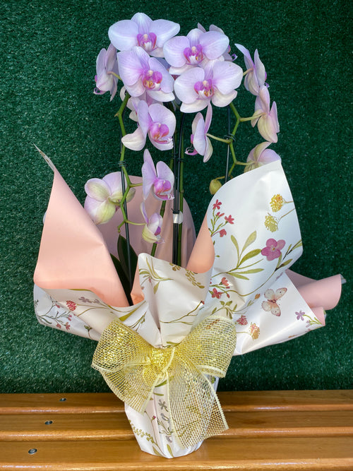 Orquídea Lilás para Presente