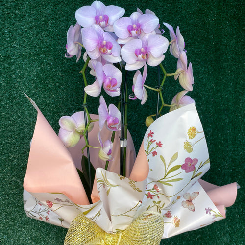 Orquídea Lilás para Presente