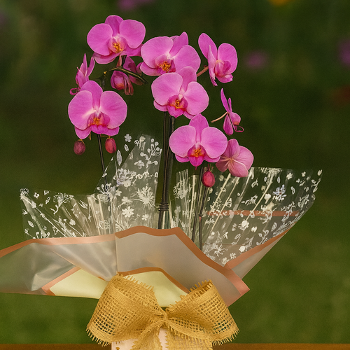 Orquídea Para Presente Na Caixa